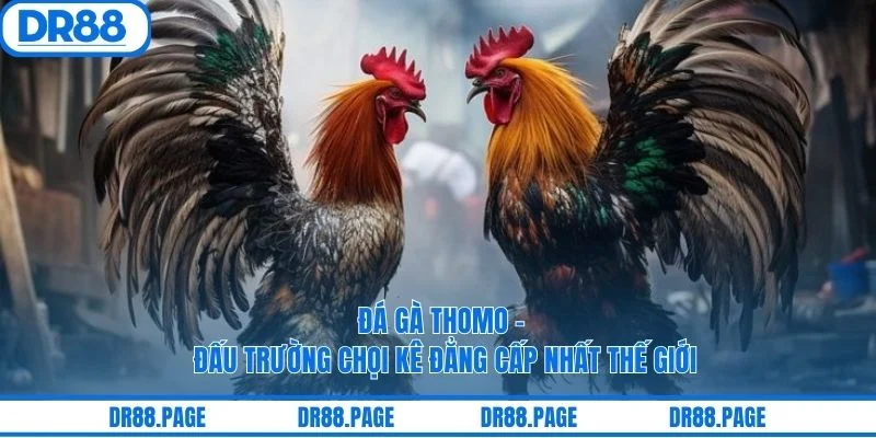 Đá Gà Thomo - Đấu Trường Chọi Kê Đẳng Cấp Nhất Thế Giới
